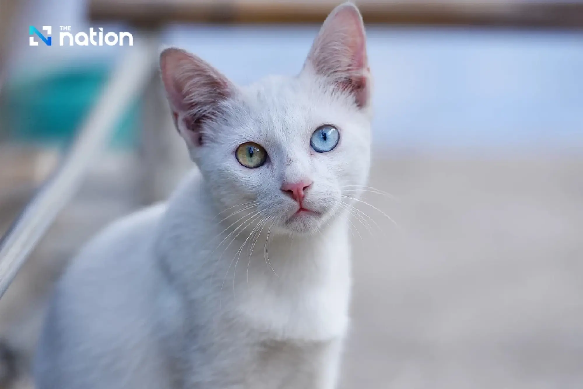 Lima Ras Kucing Asli Thailand Dilindungi sebagai Identitas Nasional